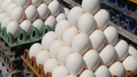 Lankan Govt Gives Temporary Green Light To Import Of Eggs From India