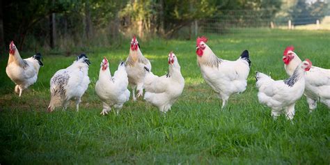 Le Poulet Du Bourbonnais Reconnu AOP Cuisine Des Tendances