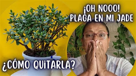 CÓMO QUITAR LA PLAGA DEL ARBOL DE JADE Liliana Muñoz YouTube