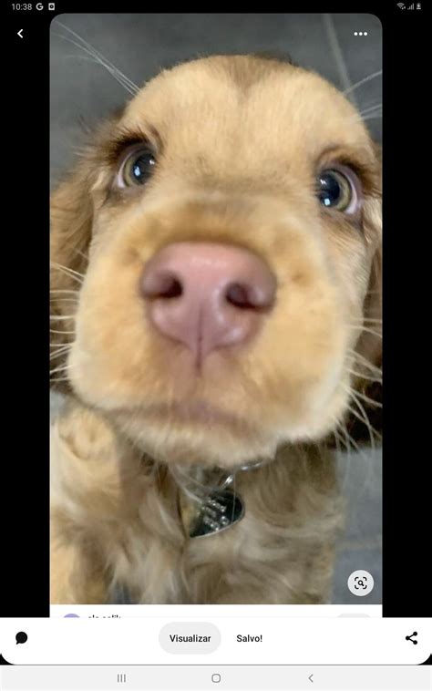 Golden Retriever Puppy