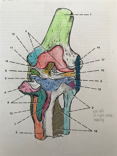 Knee Joint (Left side, Anterior View) // Set 1 Diagram | Quizlet