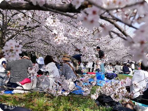 【福岡賞櫻】五個福岡絕佳賞櫻景點 搭地鐵賞櫻野餐、景點行程規劃安排！ Maruko與美食有個約會