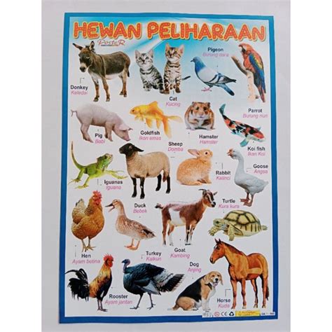 Jual Poster Edukasi Anak / Hewan Peliharaan | Shopee Indonesia