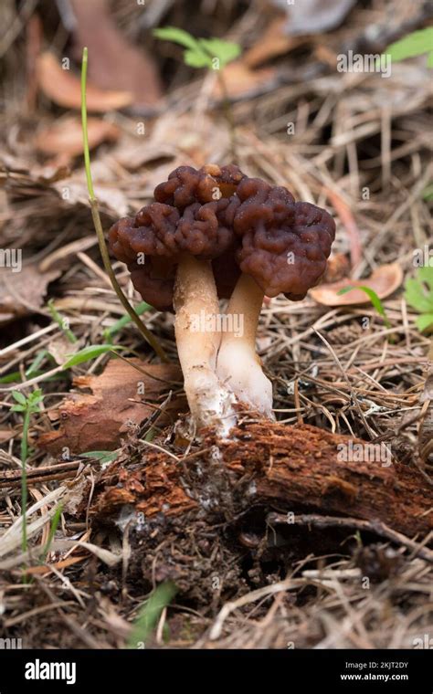 A False Morel Mushroom Gyromitra Esculenta Growing Under Mixed Fir