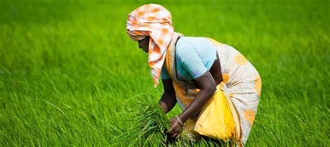 Dr. Amarender Reddy ICAR, India universal basic income, India farmers ...