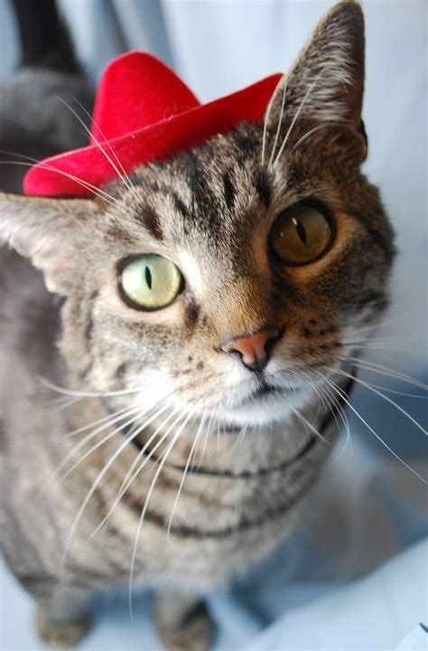 20 Adorable Pictures of Cats In Hats