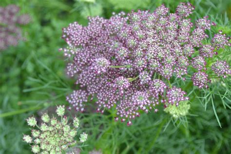 Pink And Burgundy Dara Ammi False Queen Annes Lace Etsy In 2021