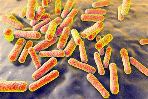 Acne and the Skin Microbiota - Focus on Acne and Related Disorders