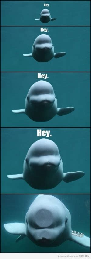 Whale Funny Quotes. QuotesGram