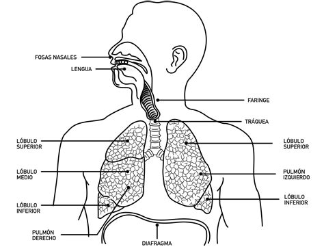 Sistema Respiratorio Anatomía Y Funciones Kenhub 40 OFF