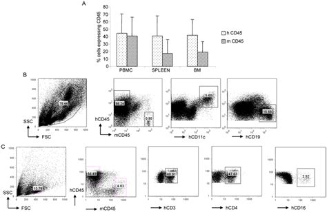 Human Hematopoiesis In Organs Of Engrafted Nod Scid Il2rγnull Mice A