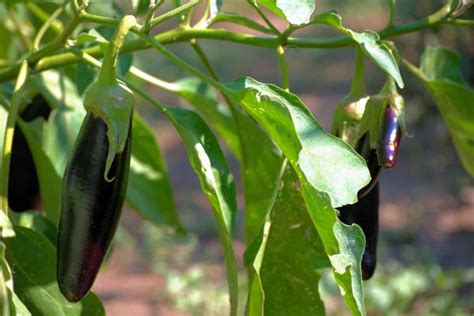 Eggplant Shoot And Fruit Borer Management Control And Prevention For High Profit Margins