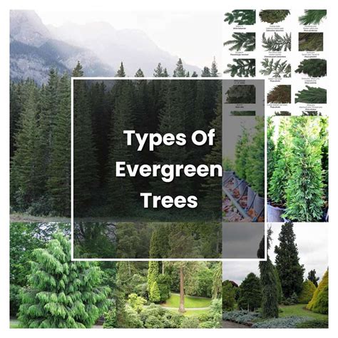 How To Grow Types Of Evergreen Trees Plant Care And Tips Norwichgardener