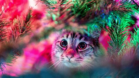 Cat Is Sitting Under Light Decorated Christmas Tree Hd Cats Wallpapers