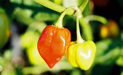 HH_Pepper_Habanero - Harvesting History