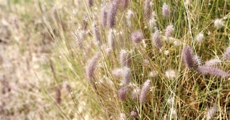 Wild Grass Flowers Growing In The Wild · Free Stock Video