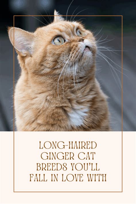 Ginger Cat Breeds Everything You Need To Know