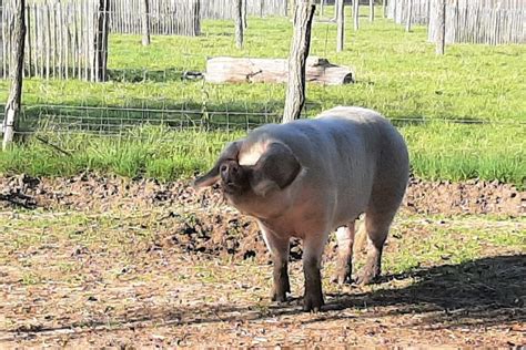 Printemps Des Rillettes Au Mans La F Te Du Cochon De Retour L Arche