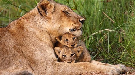 Bbc One Animal Super Parents Lions