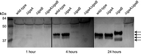 Iga Cleavage Assay Nthi Iga Proteases Are Active And Exhibit