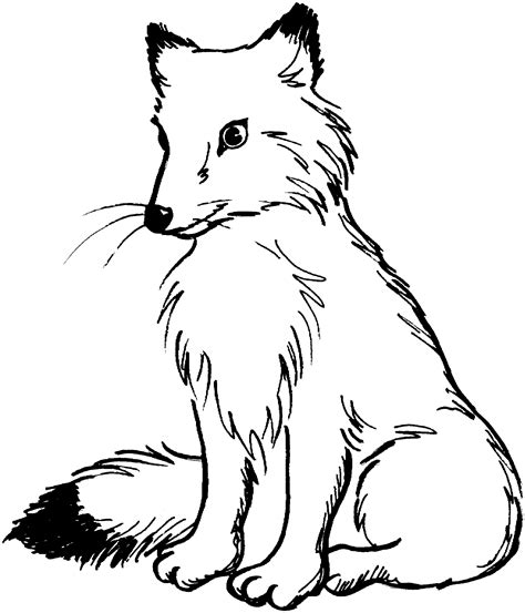 Arctic Fox Drawing at GetDrawings | Free download