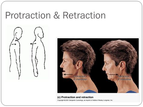 Protraction Anatomy