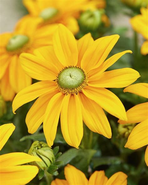 Rudbeckia Sunbeckia Ophelia