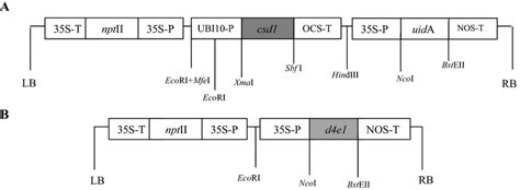 Schematic Representation Of The T Dna Region Of The Vectors Used For