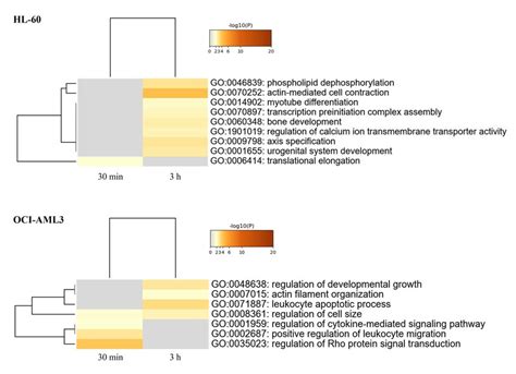 Heatmap Of Enriched Terms Colored By P Values Across Proteomic