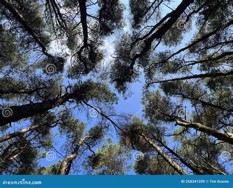 Angular Image Of Some Trees In A Forest With Fir Trees Stock Image