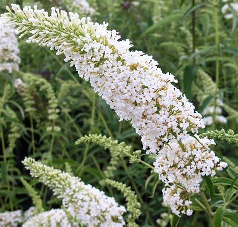 Буддлея Давида Уайт Профьюжн (57 фото) - фото - картинки и рисунки ...