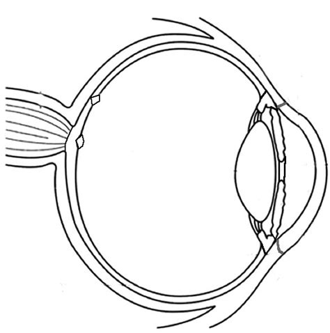 Diagram Of The Eye For Kids To Label - ClipArt Best