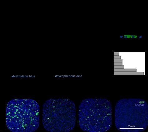 High Level View Of The Compound Library Screen A Schematic Download Scientific Diagram