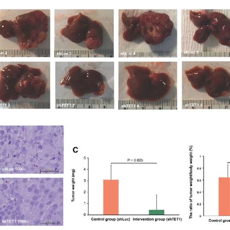 Knockdown Of Tet1 Repressed Cca Progression In Vivo A Gross Images