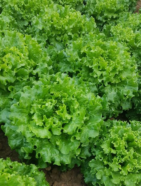 Salade Batavia Bio 1 U La Ferme De Neuvelle Locavor Fr