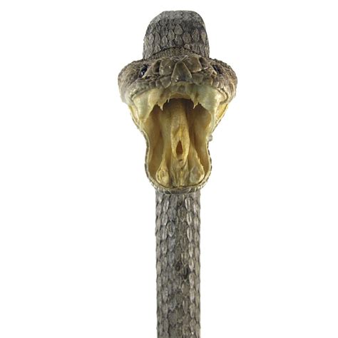 Genuine Diamondback Rattlesnake Skin Head Walking Stick Real Taxidermy