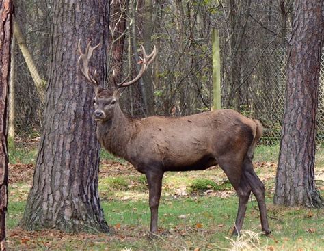 Red Deer Antler Free Photo On Pixabay