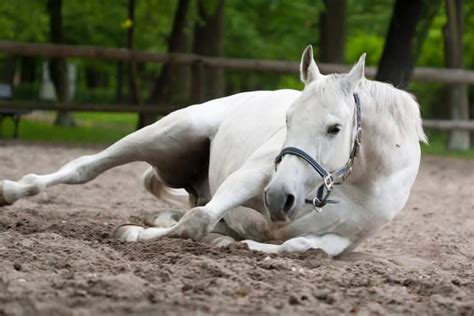 White Horse Symbolism & Meanings (Purity & Heroism)