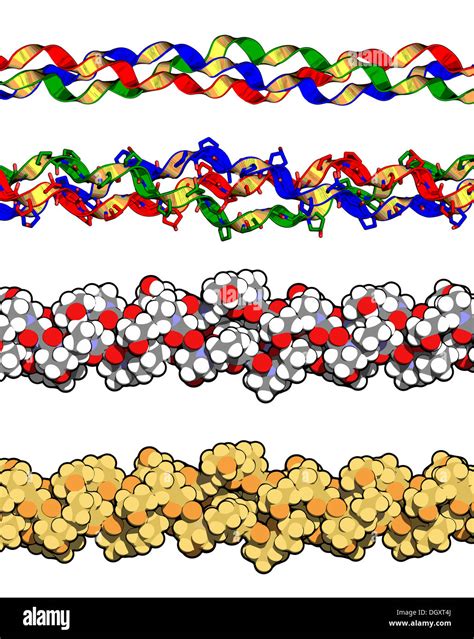 Collagen Model Protein Chemical Structure Detail Essential Stock