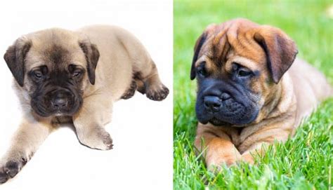 Bullmastiff VS English Mastiff: The Key Differences in Look ...