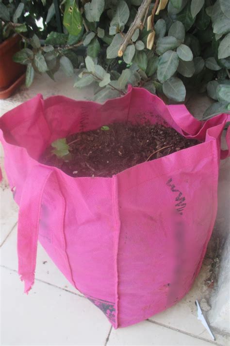 Growing Sweet Potatoes in a Bag- An Experiment | Penniless Parenting