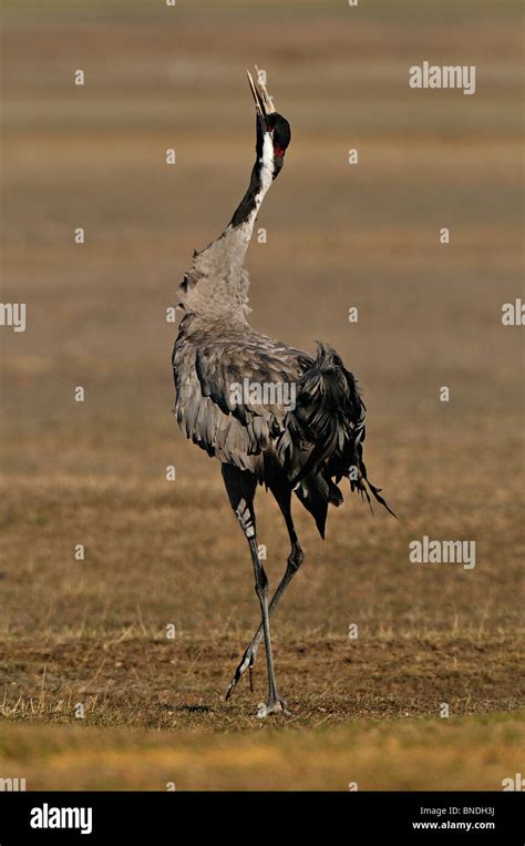 Common Crane (Grus grus) singing in the period prenupcial, before the ...