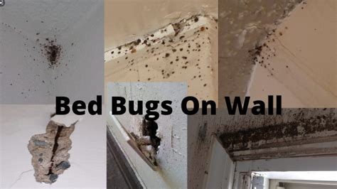 How To Find Bed Bugs During The Day Fast And Simple Bed Bugs