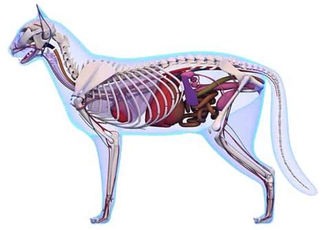 How Many Bones Does A Cat Have Cat Skeleton