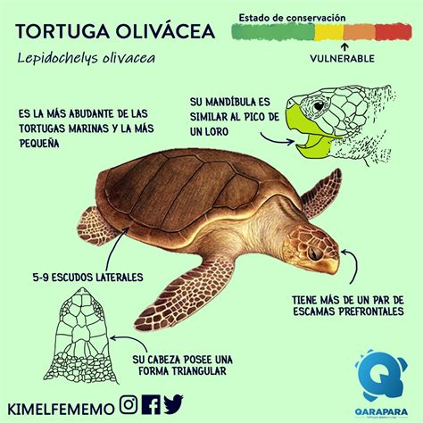 P Sp K M Ni S D Lut N Informacion Sobre Las Tortugas Marinas Para Ni Os