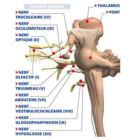 Le Corps Humain Les Organes En Dimensions