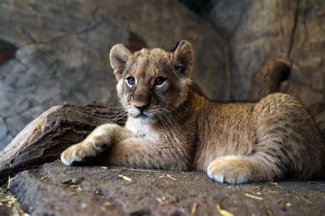 Big Cats Istanbuls Aslan Park Welcomes 2 Lion Cubs Daily Sabah