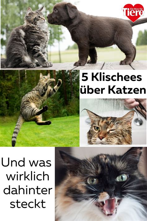 Zickig Und Hinterlistig Klischees Ber Katzen Das Steckt Wirklich