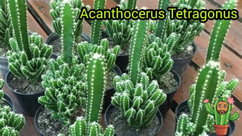 CASTILLO De HADAS ACANTHOCEREUS TETRAGONUS Fairy Catle