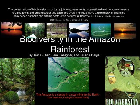 PPT - Biodiversity in the Amazon Rainforest PowerPoint Presentation ...